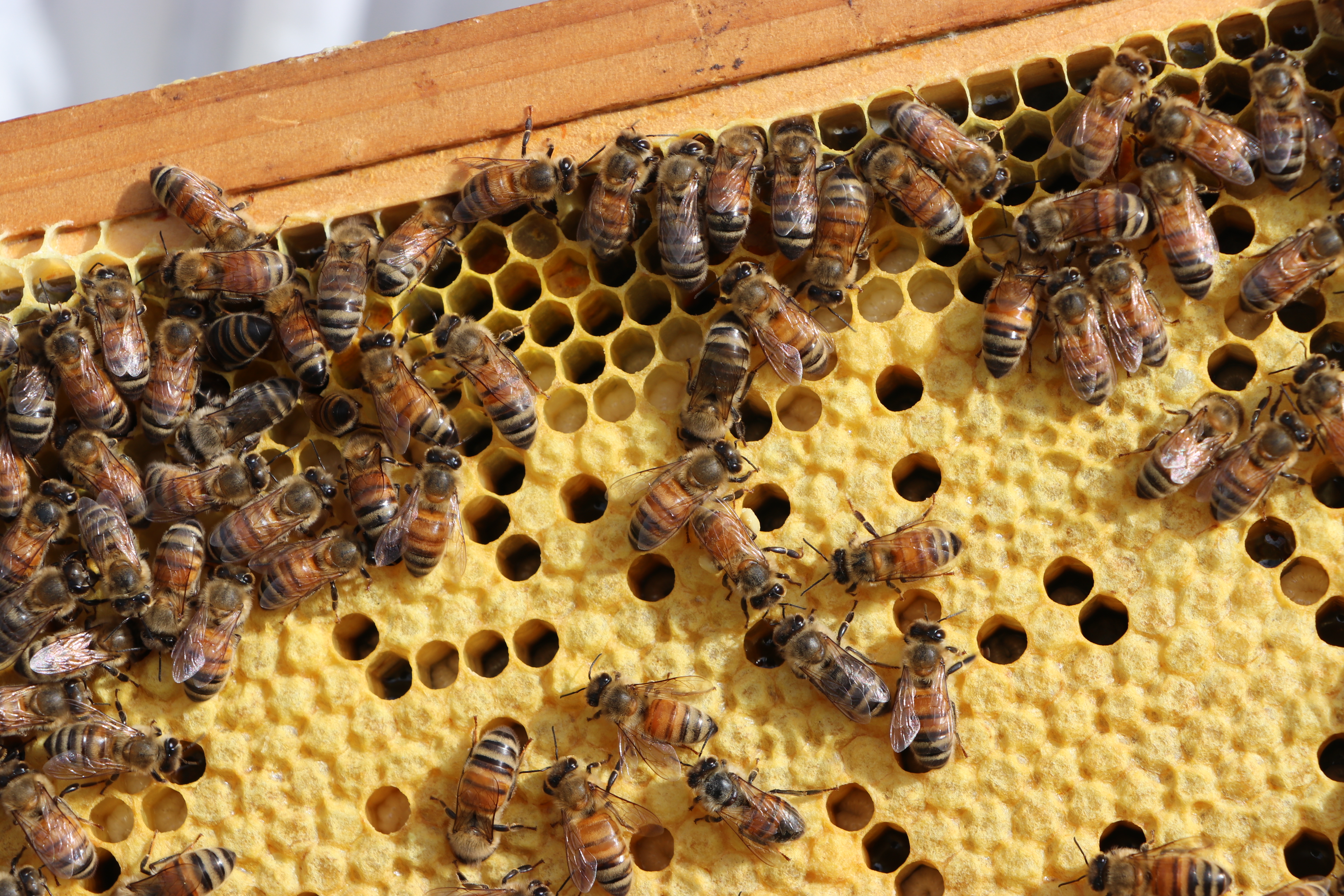 Worker bees and honey